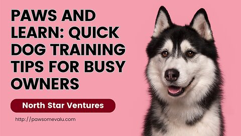 Paws & Learn: Quick Dog Training Tips for Busy Owners