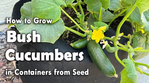 How to Grow Cucumbers in Containers from Seed - Bush Cucumber Planting Guide for Small Gardens
