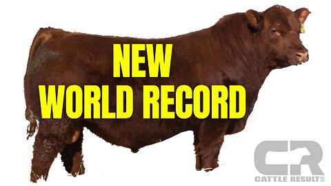 💲💲 $217,500 Red Angus Bull SOLD AT AUCTION, Niobrara Red Angus, Niobrabra, Nebraska