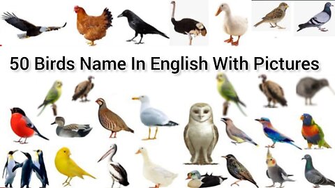 50 Birds Name In English With Pictures / Birds Name Vocabulary / Learning For Kids