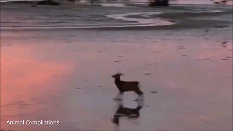 Baby deer Jumping around video