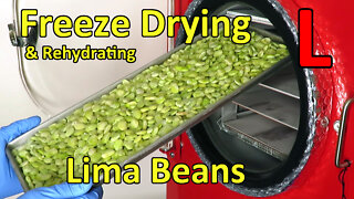 Freeze Drying Lima Beans (& Rehydrating)