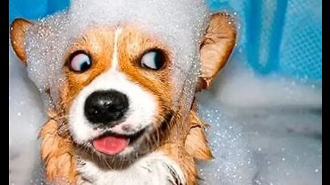 dog has a bit too much fun in the bath!