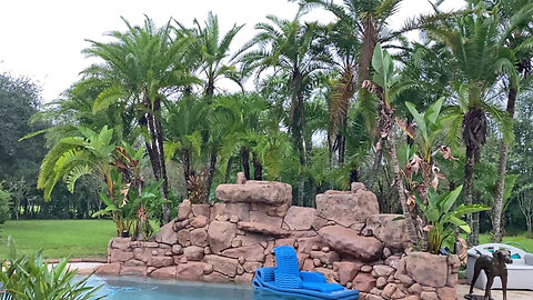 Great Dane Watches Tropical Storm Nicole Wind Gusts Blow Through Florida Palm Trees