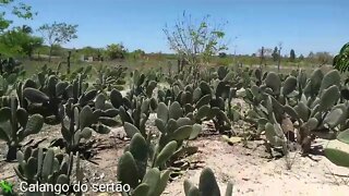 Minha plantação de palma forrageira