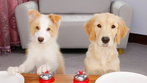 Dogs and bells, which puppy is smarter?
