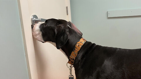 Great Dane With Fascinated With Vet's Office Door