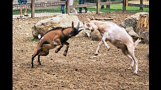 Goat Wars: Spectacular Fight Between Two Alpha Males Unleashing Their Strength!