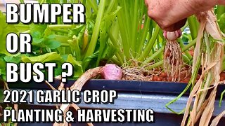Garlic Planting & Harvest 2021| Vegepod - Root Pouch - Aquaponics