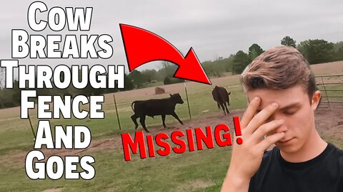 Cow Breaks Through Fence And Goes MISSING! | Cow Drama! | What Are We Going To Do?