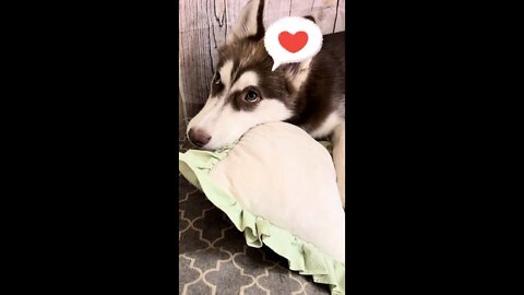 Husky Puppy lost his first tooth!!Tooth fairy visits!! #husky #puppy #puppies #todoroki #huskies