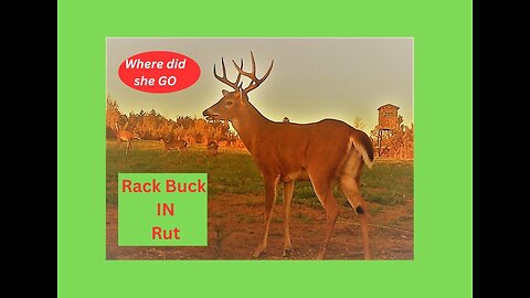 Da' Rack Buck in RUT