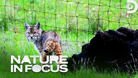 We're Talking Wildcats! Nature In Focus