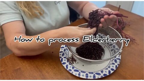 How to Process your elderberry ,and did you know it was poisonous￼? #hedgehogshomestead