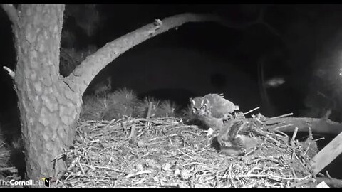 Mom Returns, Owlet Goes on Defense-Cam One 🦉 3/20/22 21:55