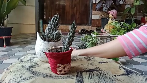 hardy succulents for beginners/hardy succulents for Indian climate /permanent