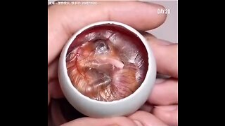 How A Chick Born From A Egg Video - 🐣 - Interesting😱