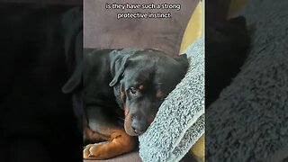 LIVING WITH A ROTTWEILER | Guard Dog