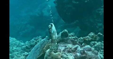 Mauritius🇲🇺 Sea turtle in deep relaxation mode🤩