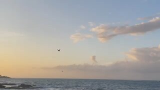 Bird attempting to catch a fish from the ocean