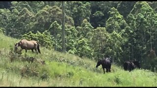 A little visit with the horses in their new paddock