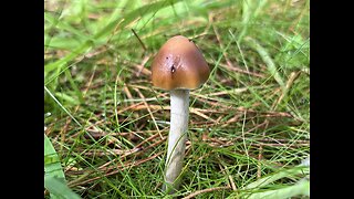 Psilocybe Subaeruginosa - Adventure Time in South Australian