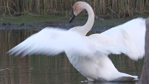 In a world of swans.