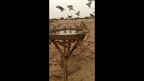 The most beautiful moment in my life is when I pour water for birds in the wild