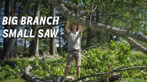 Sketchy! Dealing with a Massive Branch from our Hundred year old Trees.