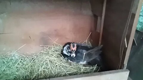 Muscovy duck, dosen't want banana but wants the peas 23rd June 2021