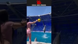 Jogando bola com golfinhos ❤️❤️❤️