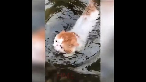 Funny cat video part 5🤣😺🐈