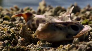 Sharks Are Evolving to Walk on Land