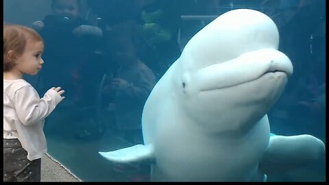 Funny Kids At The Aquarium Girl Spooked By A Beluga whale 🐋