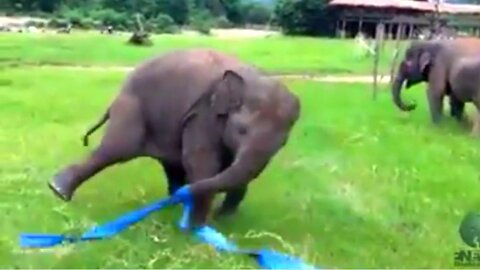 Baby Elephant living her best life