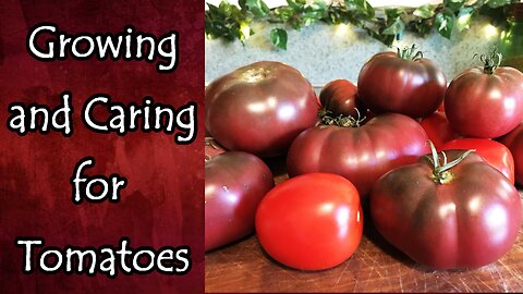 Growing and Caring For Tomatoes
