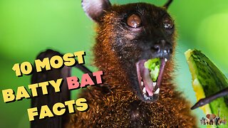 Some Facts About Bats And Vampire Bats