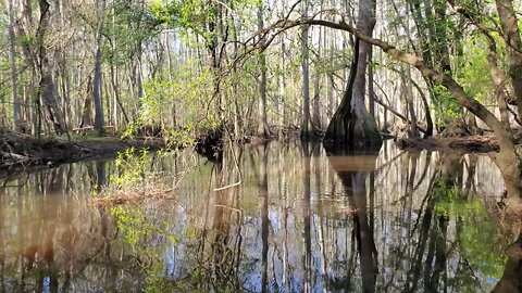 Cypress Trees in Water at General Coffee State Park - Spring 2022