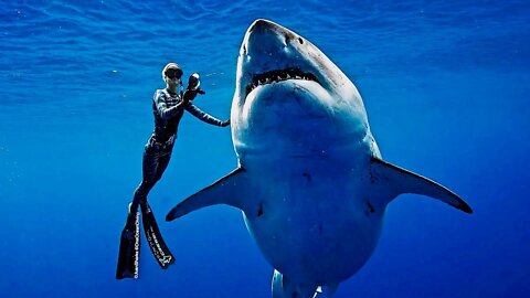 Freediving with World's Biggest Shark ~ Deep Blue