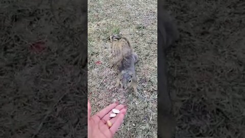 Cute squirrel video, ये हाथ मुझे दे दे..