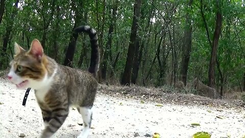 Cat Strolls through the Forest