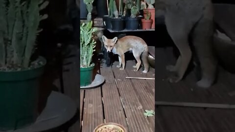 🦊Our lovely vixen is starting to be a bit funny coming every night 2the back door but not eating...