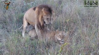 WILDlife: Lion Pair Pairing As Two Brothers Watch