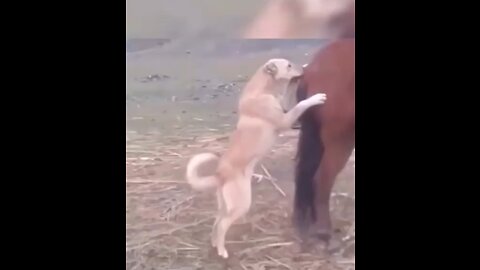 Real pet animal funny comedy video 😂