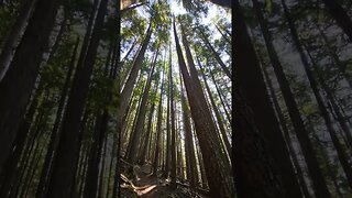 Sunlight through the trees #shorts #short #hiking #pnw #nature