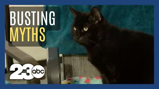 Black cats and bad luck - a malicious myth