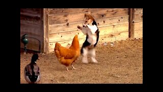 Chicken VS Dog Fight :Funny Video