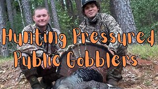 Hunting Pressured Public Gobblers