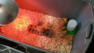 How to Start Raising Chickens