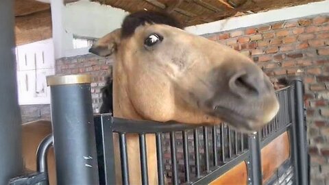 The FUNNIEST Horses Video 2024